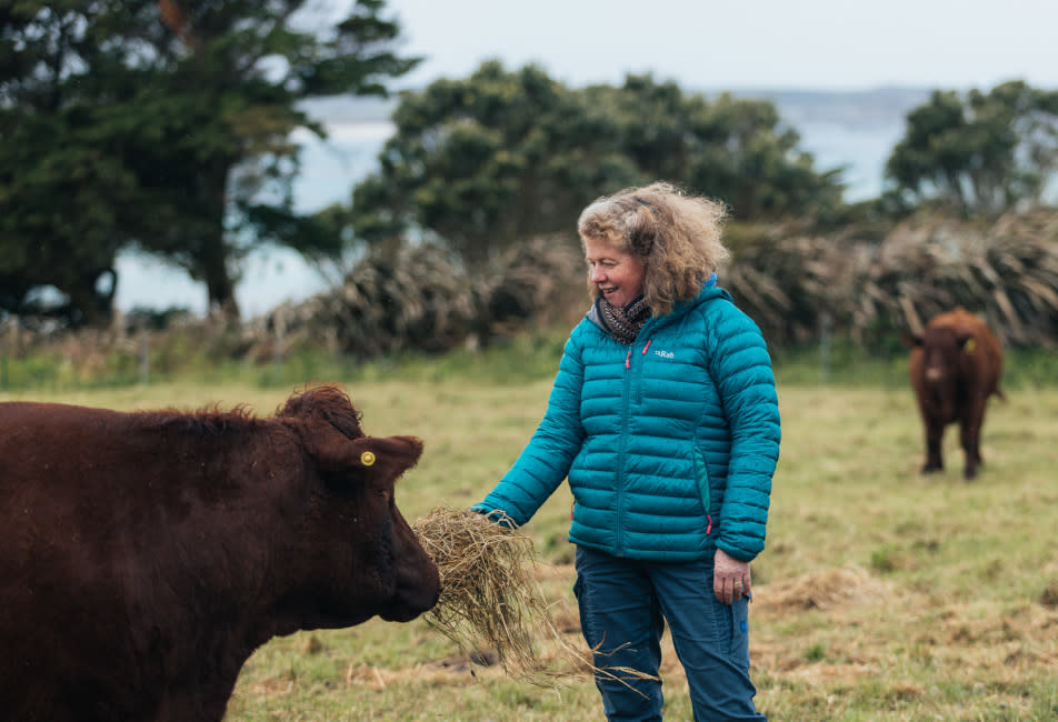 IOS Nav Landscape Large - Blog - Scilly Cow - zoe feeding cows 952x650