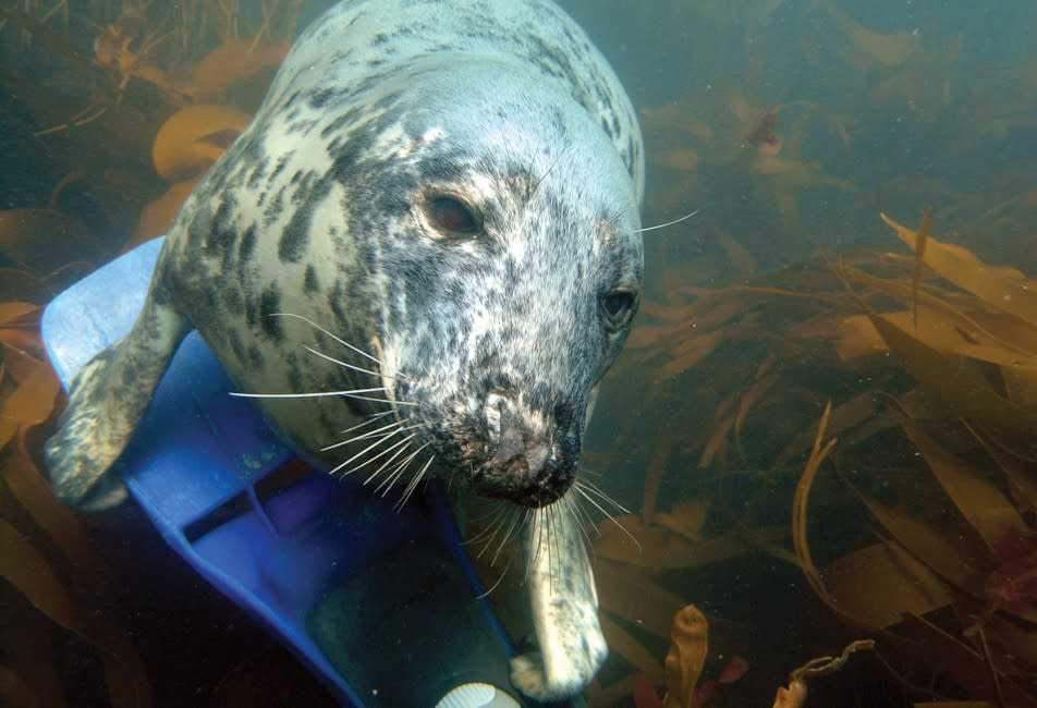 Seal snorkelling
