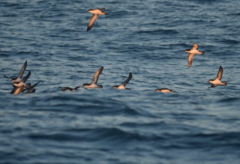 IOS Nav Landscape - Explore Nature Seabird Recovery