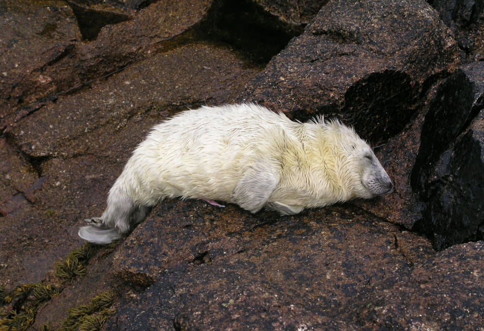 IOS Nav Landscape Large - Wildlife - Seal pup 952x650