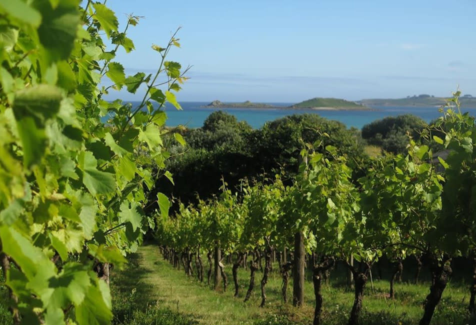 IOS Nav Landscape Large - Experience - Tours & Sightseeing - St Martin's Vineyard 952x650