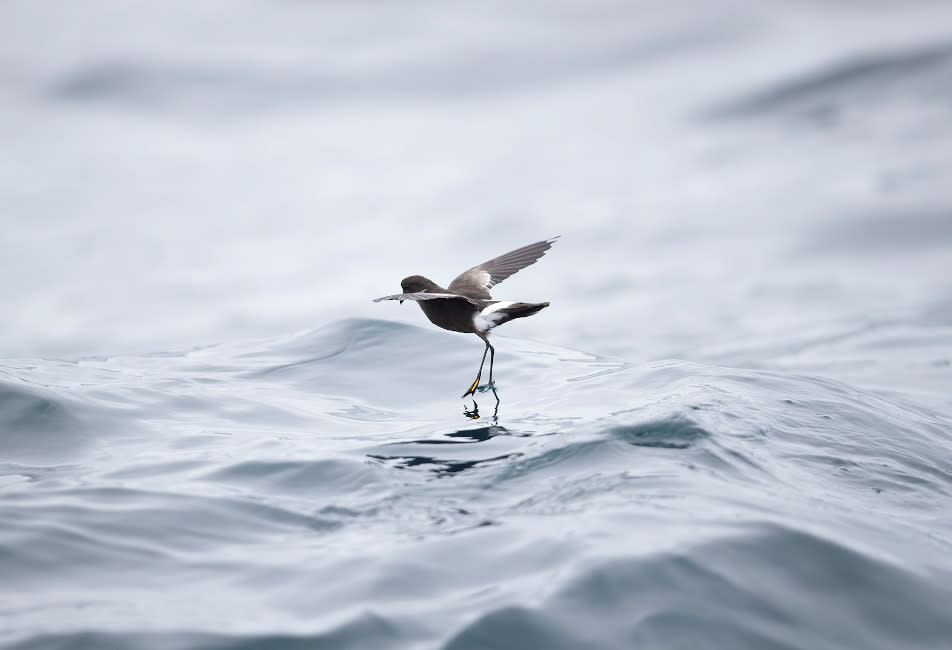 IOS Nav Landscape Large - Blog - 2023 a bumper year for wildlife - Joe Pender - Wilsons Petrel 952x650