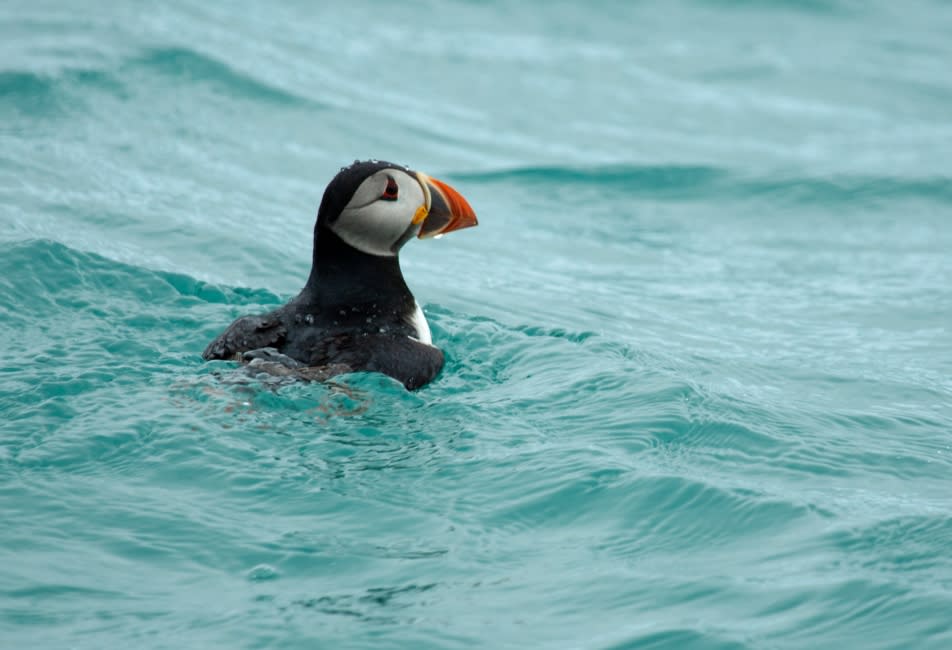 IOS Nav Landscape - Puffin for Spring