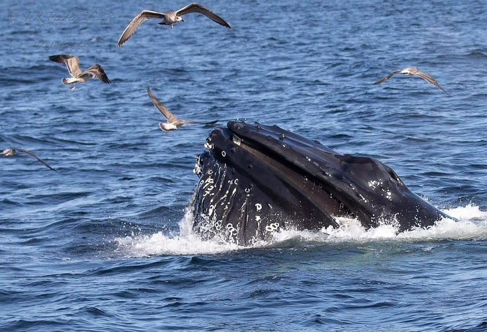 Humpback Whale on Scilly