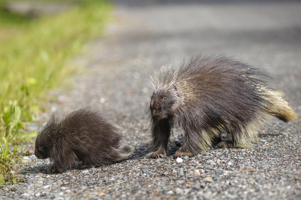 Planet Alaska: Gifts from the porcupine