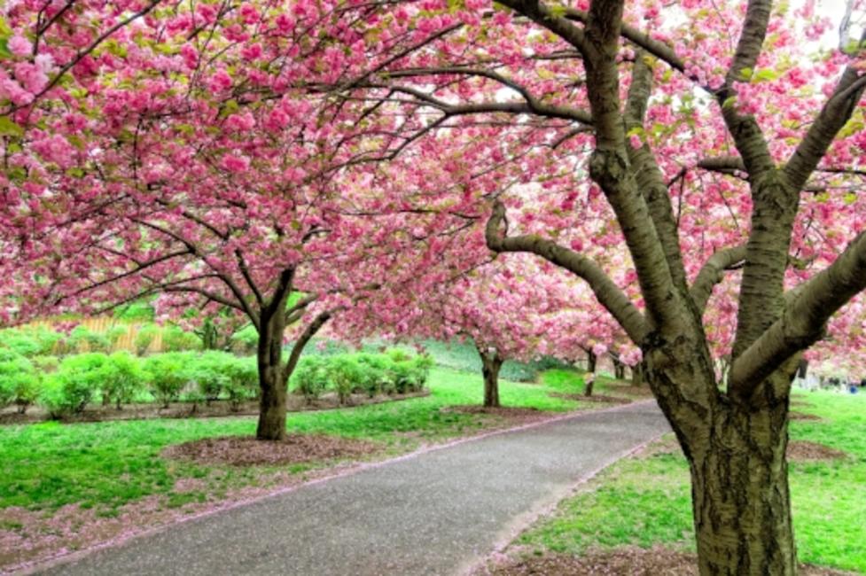 Cherry Esplanade. Photograph - Antonio M Rosario; Courtesy Brooklyn Botanic Garden Cherry Esplanade. Photograph - Antonio M Rosario; Courtesy Brooklyn Botanic Garden