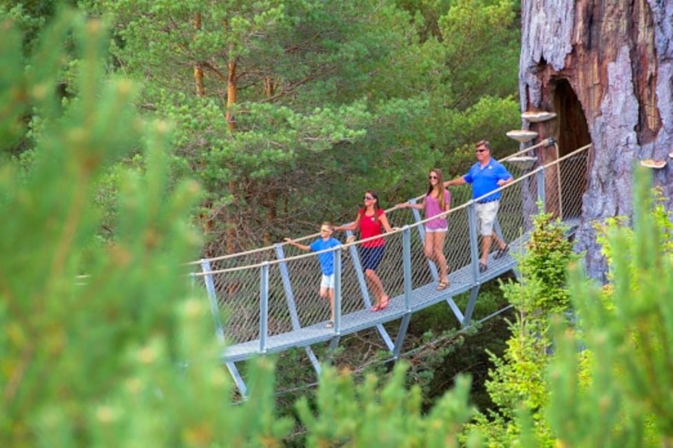 The Wild Walk tree canopy walk at The Wild Center The Wild Walk tree canopy walk at The Wild Center