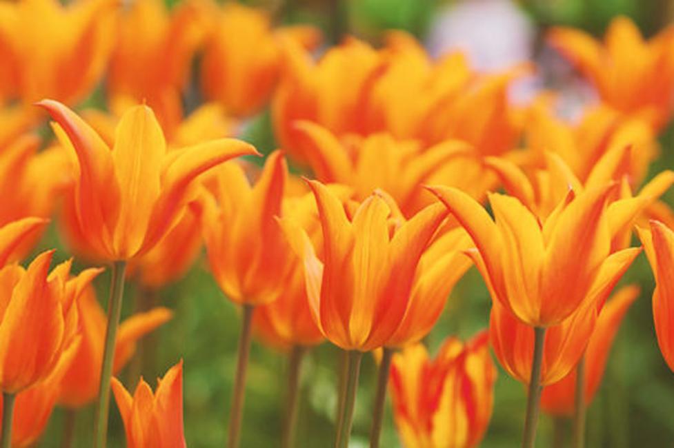 Tulip Fest - Albany - Photo by NYS ESD Tulip Fest - Albany - Photo by NYS ESD