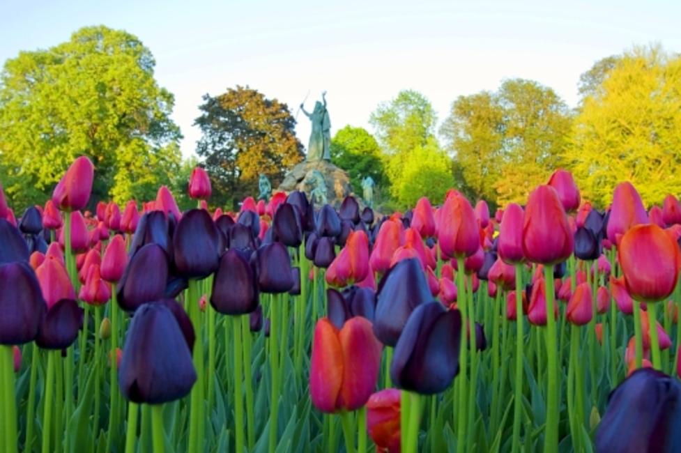 Washington Park tulips and King Memorial Fountain Washington Park tulips and King Memorial Fountain