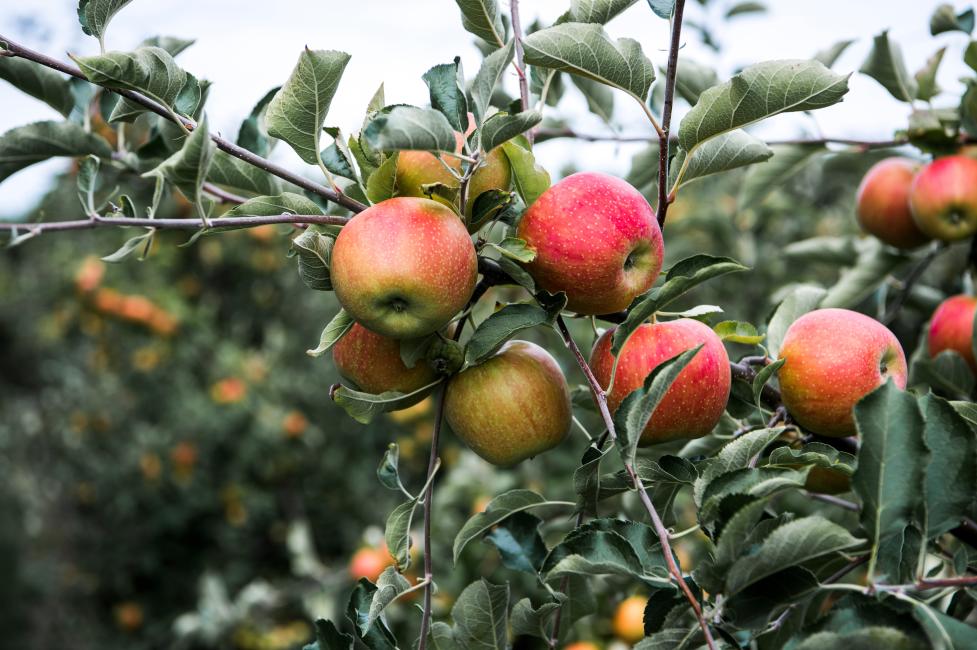 Apple Apple