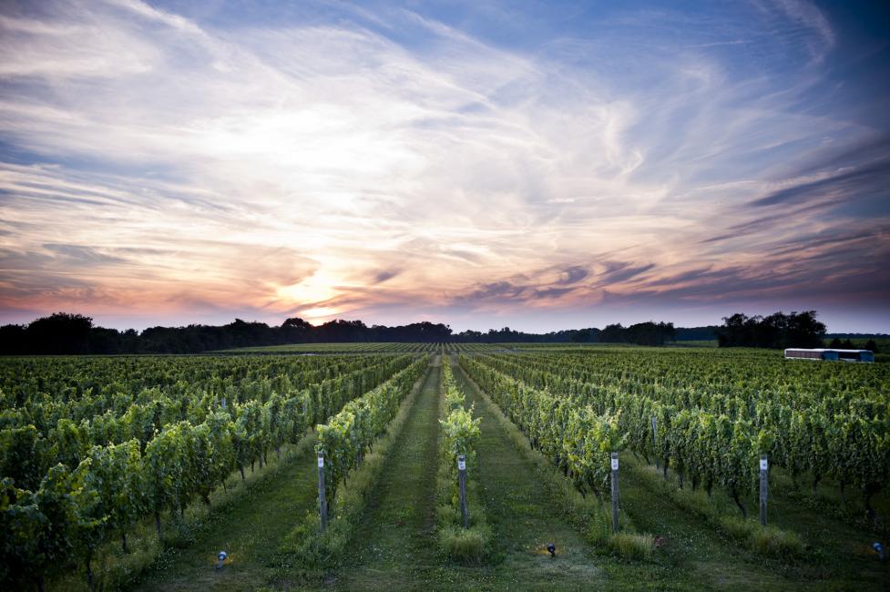 Bedell Vineyard at Dusk W Studios NY - Photo Courtesy of Bedell Vineyard Bedell Vineyard at Dusk W Studios NY - Photo Courtesy of Bedell Vineyard