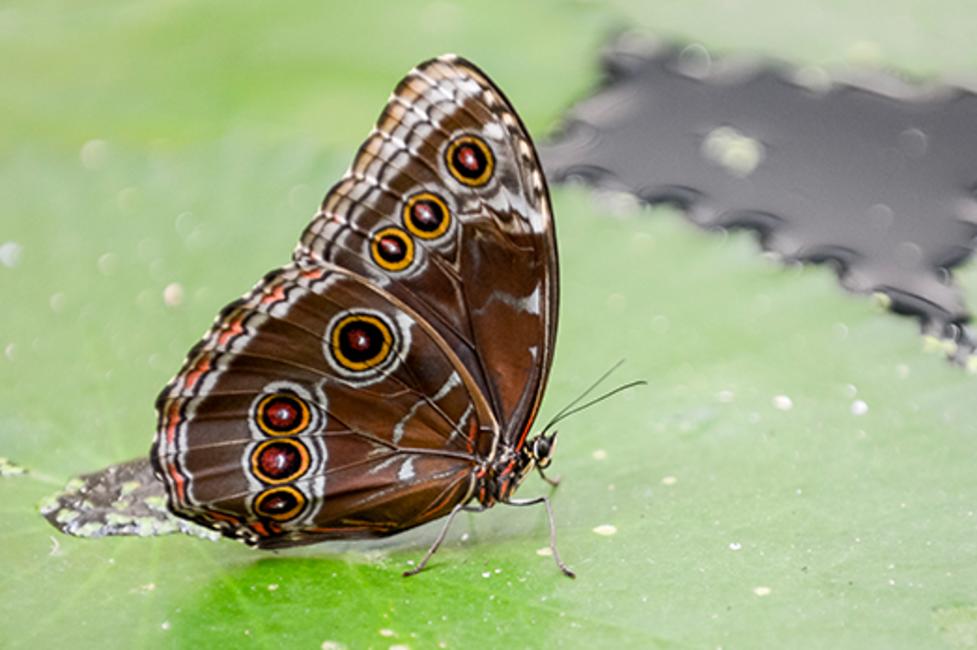 Butterfly Butterfly