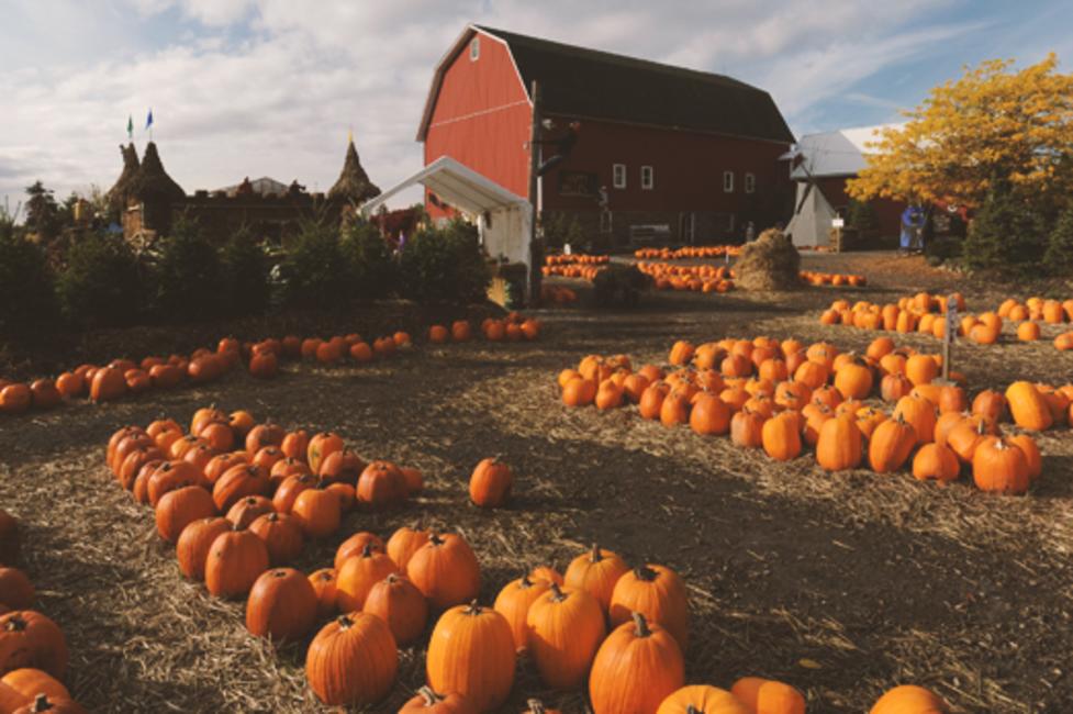 Pumpkin Patch Pumpkin Patch