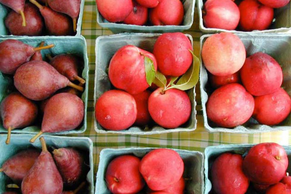 New Paltz Farmer's Market New Paltz Farmer's Market