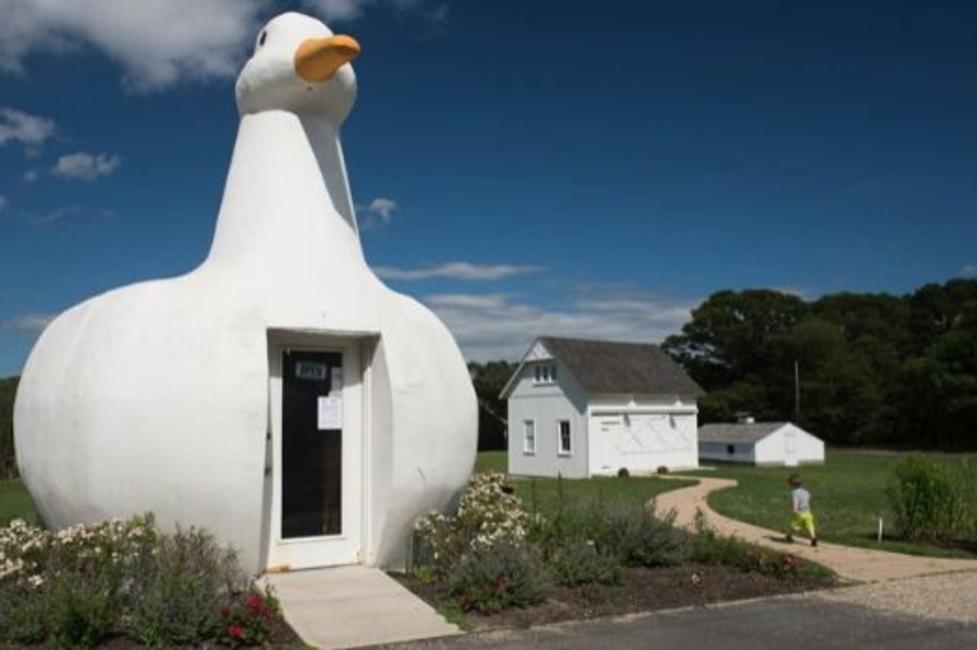 The Big Duck roadside attraction A building in the shape of a duck on Long Island, known as the Big Duck