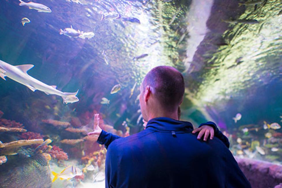 Via Aquarium - Photo courtesy of Via Aquarium Via Aquarium - Photo courtesy of Via Aquarium