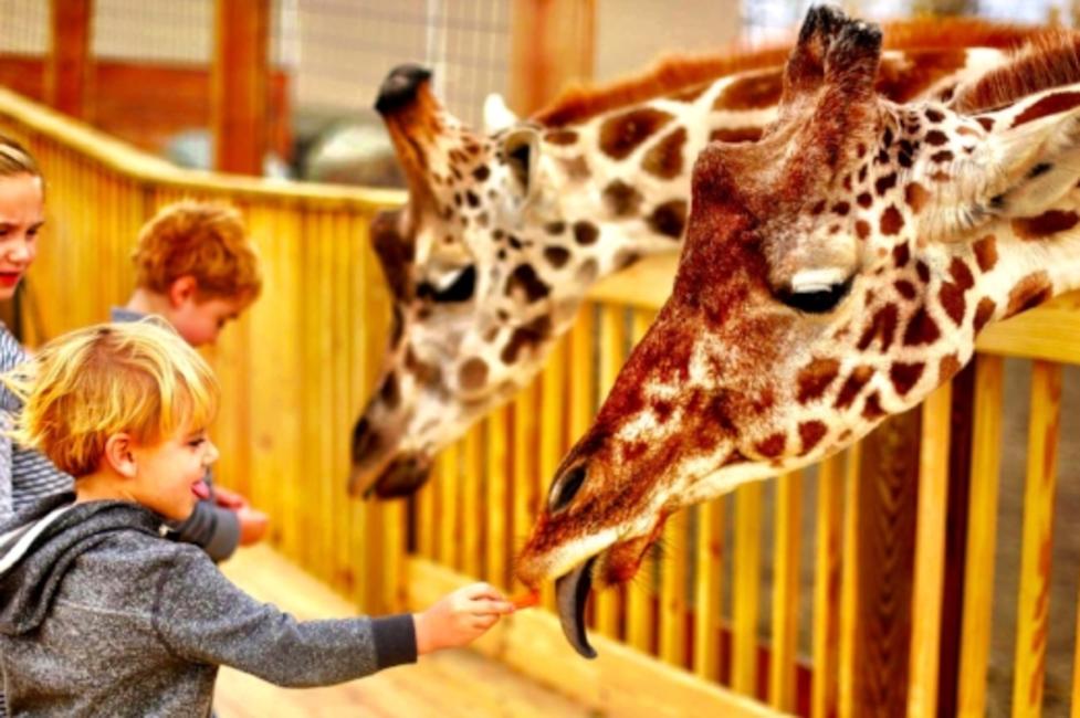 Animal Adventure Park Animal Adventure Park