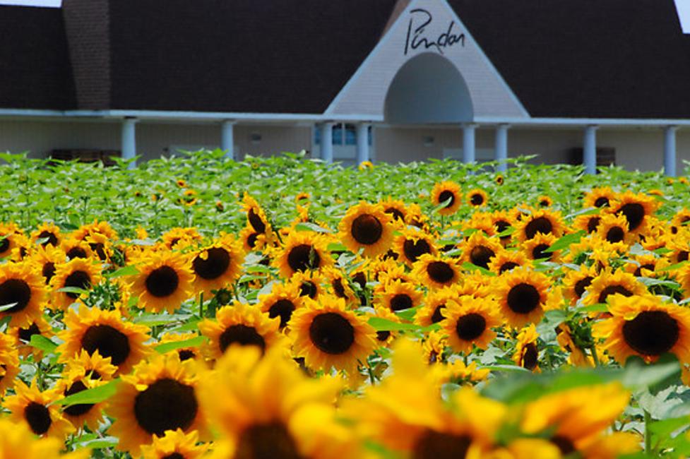Pindar Winery - Photo Courtesy of Pindar Winery Pindar Winery - Photo Courtesy of Pindar Winery