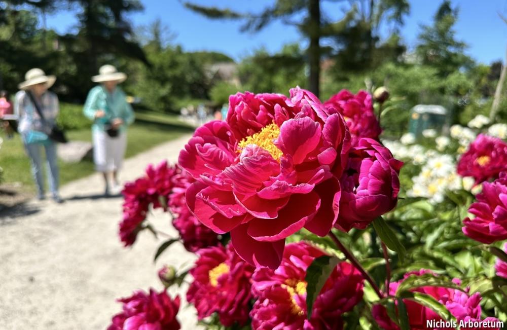 Peonies at the arb
