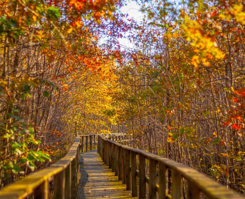 Beanblossom Bottoms Fall