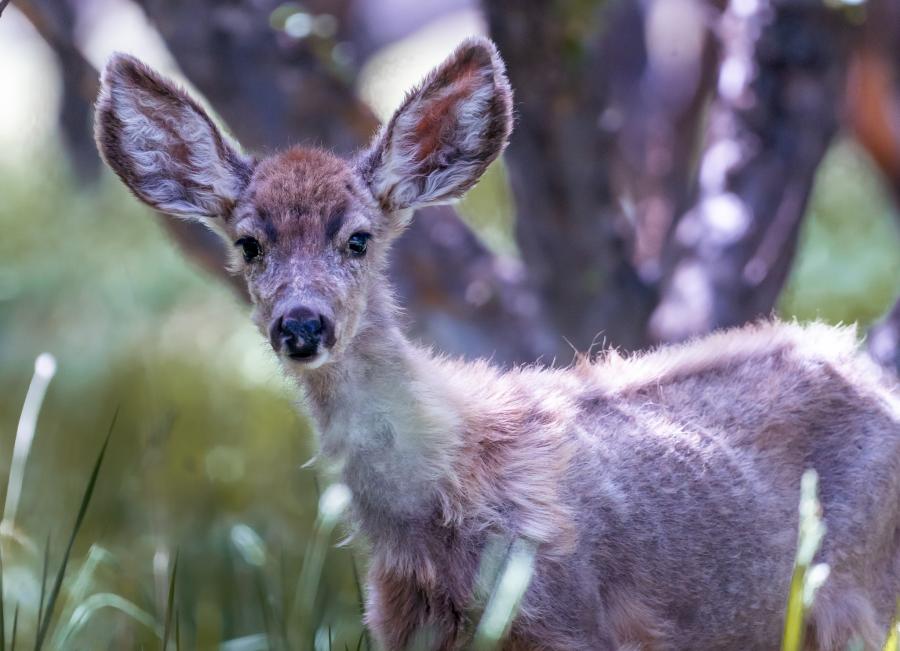 Mule Deer