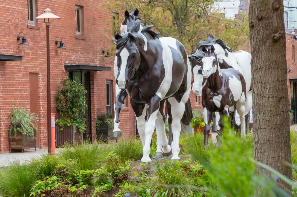 Mule Alley View