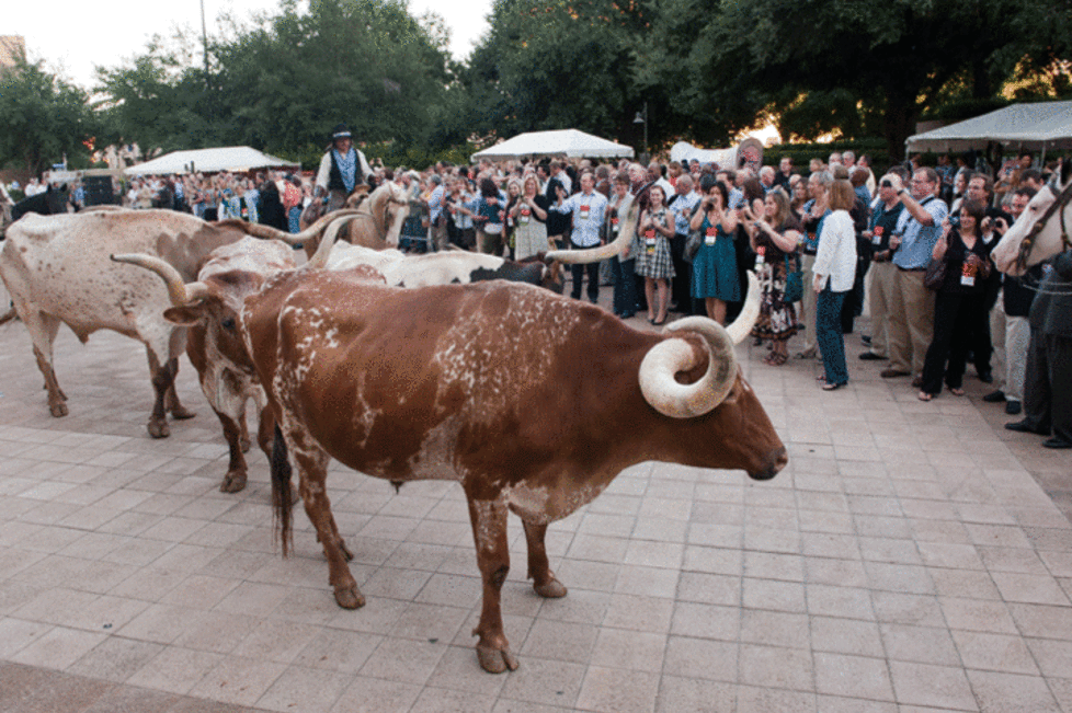 Longhorns with the Fort Worth Herd