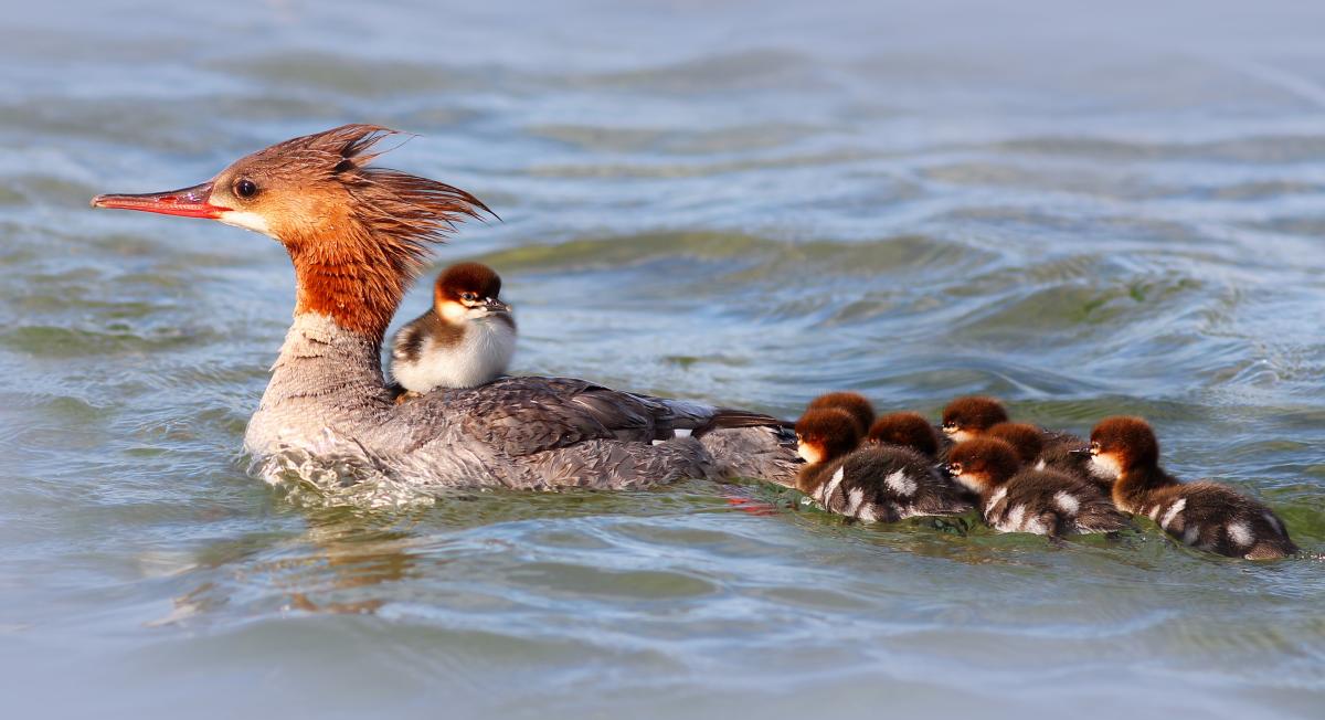Common Merganser