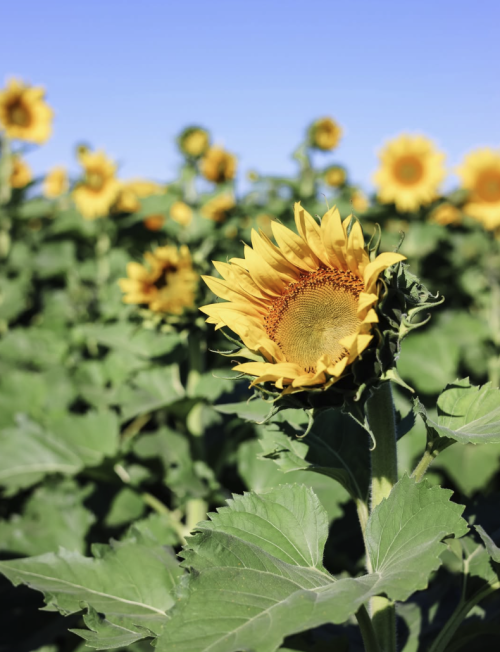 Close-up of a bright yellow sunflower blooming in a field of sunflowers at Hubert Family Farms under a clear blue sky.