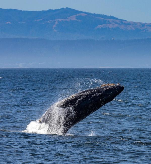 A humpback whale breaching on the Monterey Bay