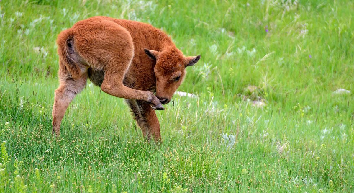 Bison Calf in Custer State Park