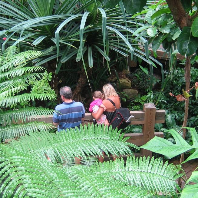 A family stands on a bridge amidst tropical plants at Olbrich Botanical Gardens