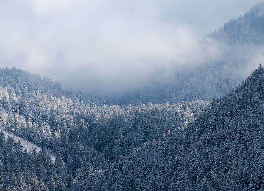 Snowy evergreens in mountain range