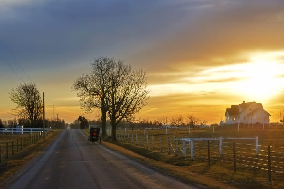 Buggy Landscape | Shipshewana