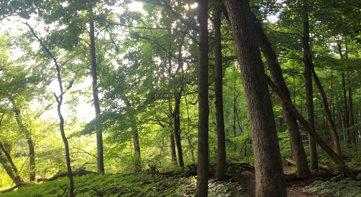 UW Arboretum Wingra Woods