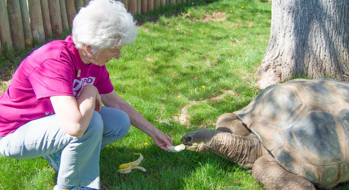 Feeding a Giant Tortoise at Reptile Gardens in Rapid City, SD