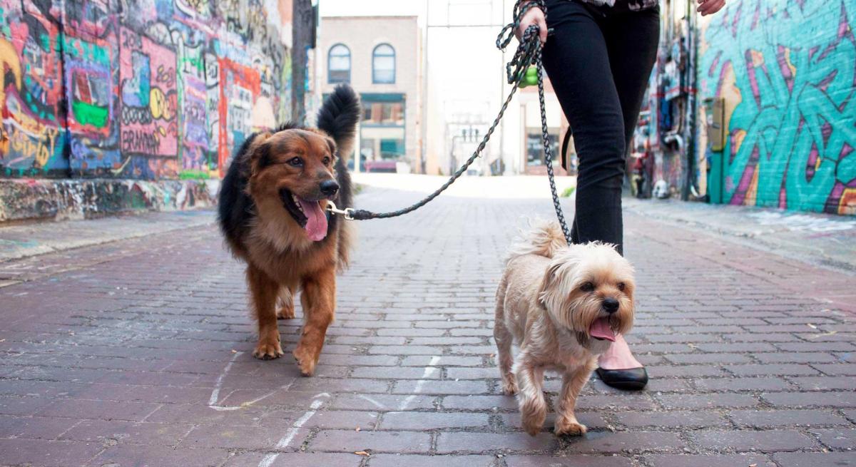Dogs walking through Art Alley in Downtown Rapid City, SD