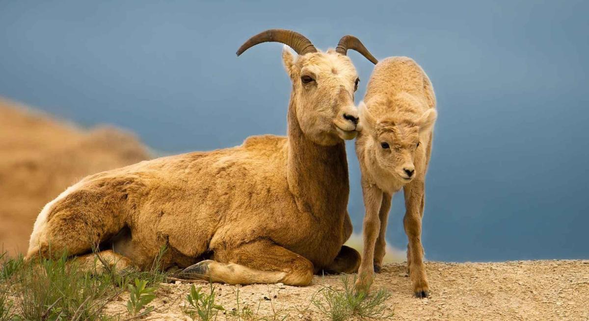 Mom and baby bighorn sheep in badlands national park