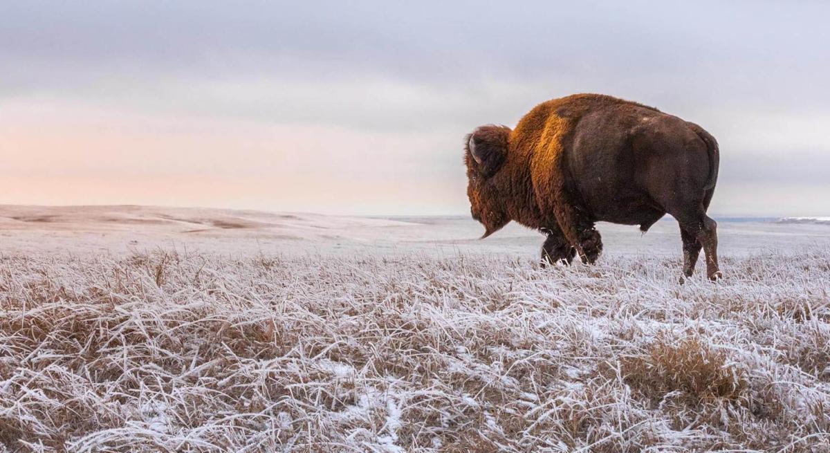 frosted grasslands in badlands national park with bison