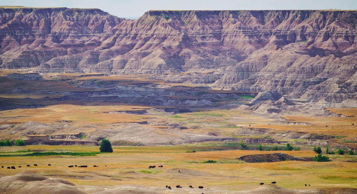Bison in the Badlands with the eroding formations behind
