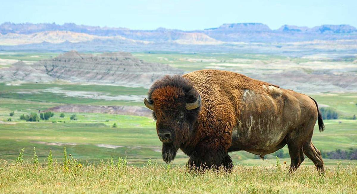 Bison in Badlands National Park 