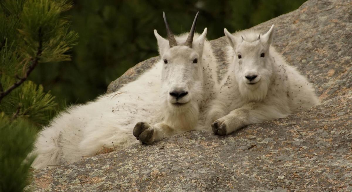 two mountain goats sitting on a rock looking down at the photographer in the Black Hills of South Dakota