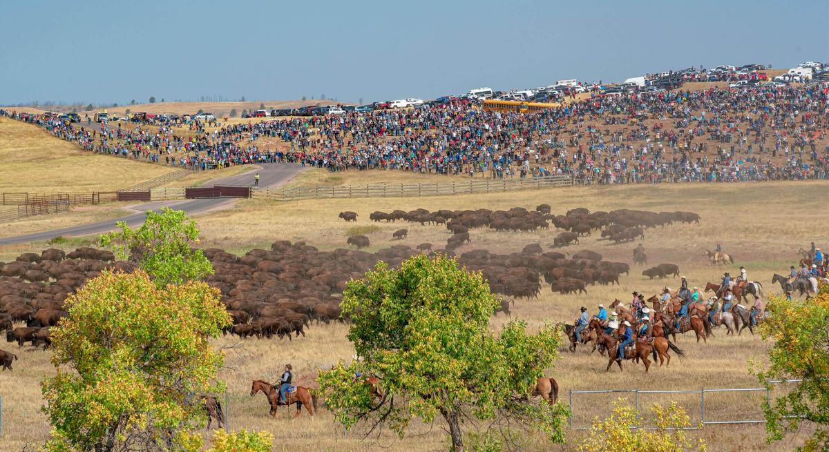 Bison herd of custer state park being corraled with the event crowd behind