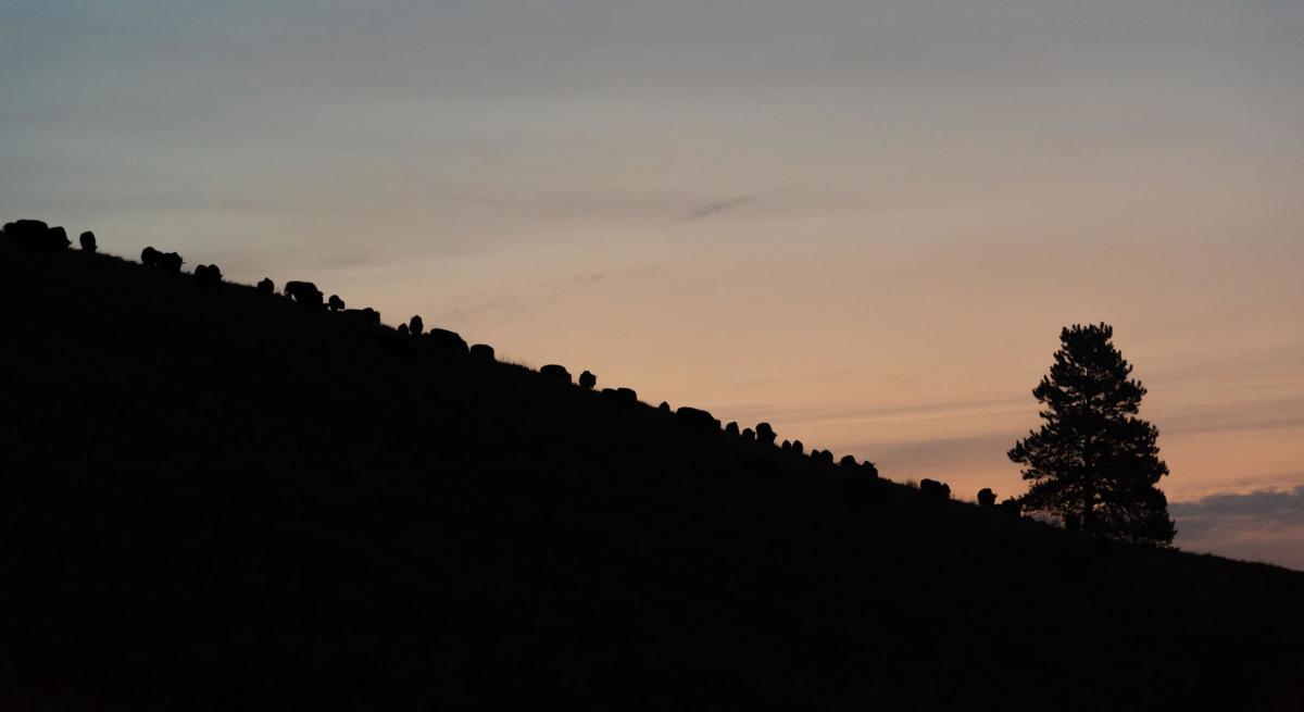 Bison outlines on a hill in custer state park with the sunrise