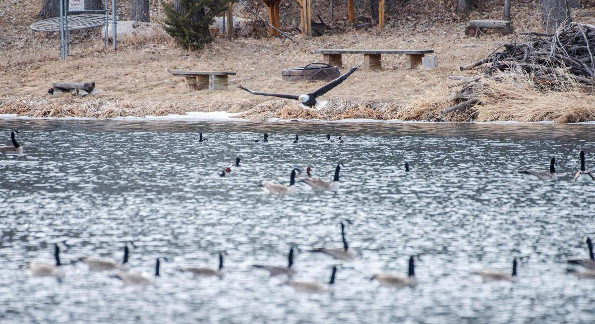 bald eagle flying over the water and geese of canyon lake park in rapid city