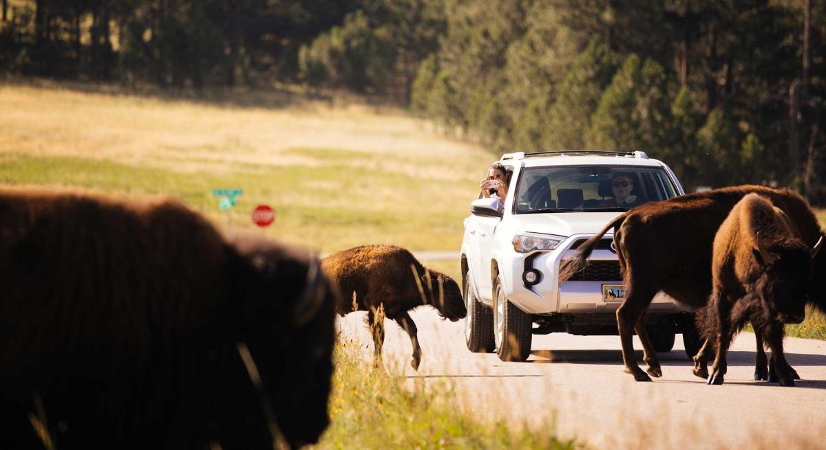 Buffalo traffic jam with herd blocking road in Custer State Park