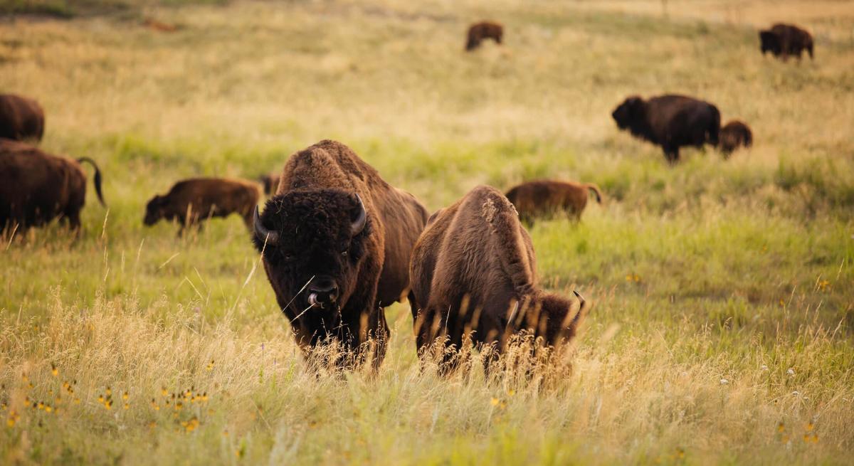 Bison herd in the prairie of Custer State Park in South Dakota