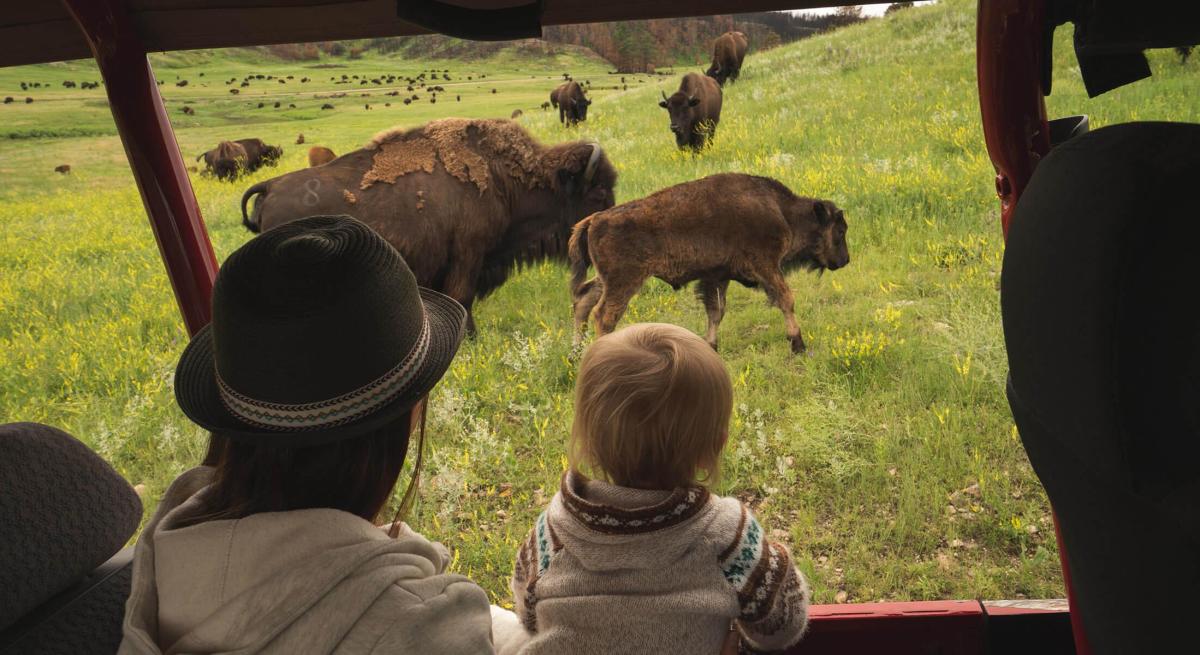 Family looking out the window of the buffalo safari tour at the bison herd of custer state park