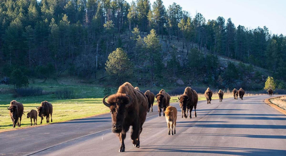 Bison herd walking on the road in Custer State Park in South Dakota