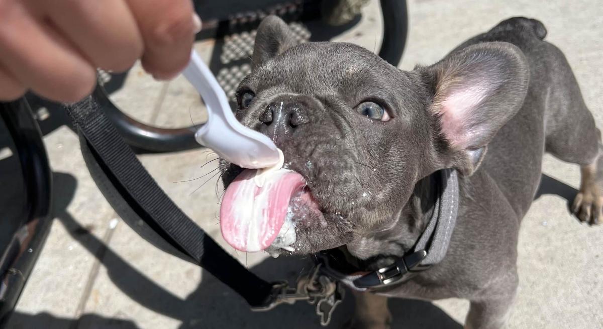 Dog enjoying vanilla ice cream from Armadillos in Rapid City, SD